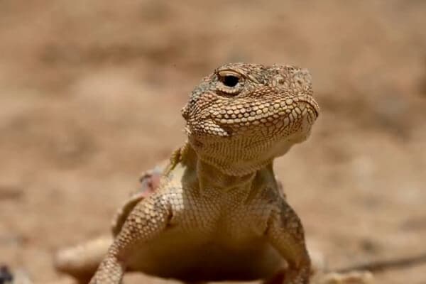 Learn About Kazakhstan’s Red Book Species at 阿尔廷-埃梅尔国家公园, Kazakhstan
