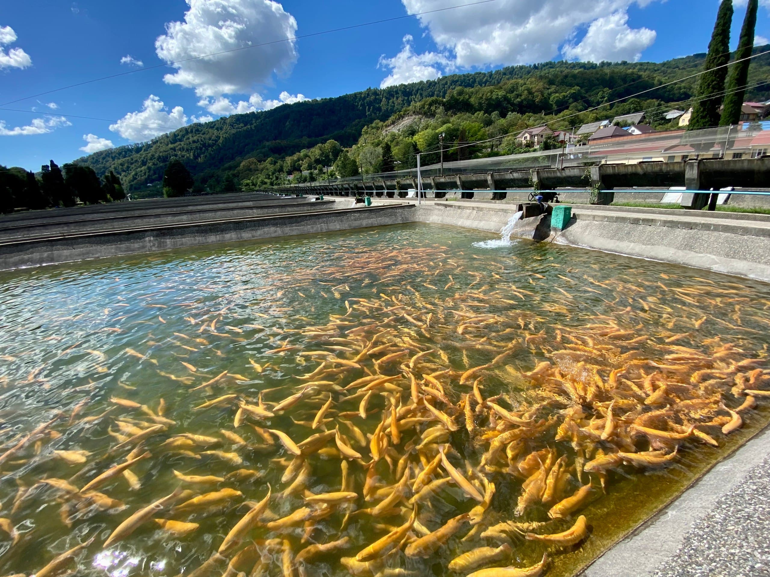 Trout Farm at 熊猫瀑布(图尔根瀑布), Kazakhstan