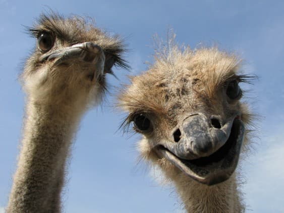 Ostrich Farm at 熊猫瀑布(图尔根瀑布), Kazakhstan